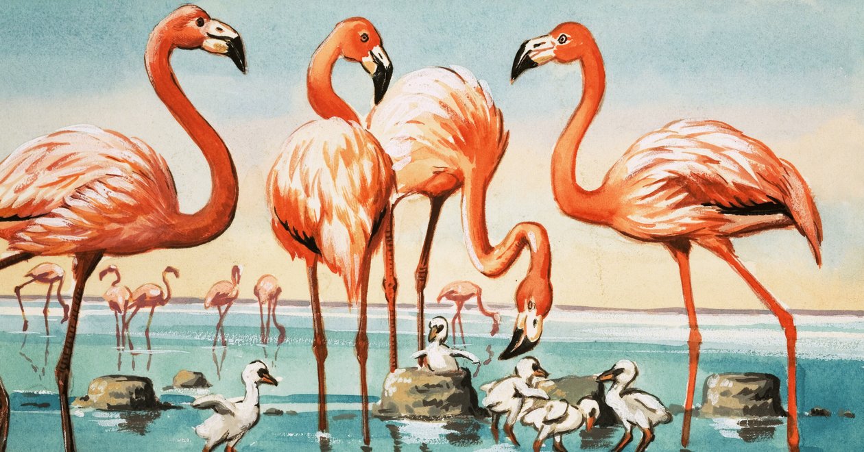 Flamingos av English School