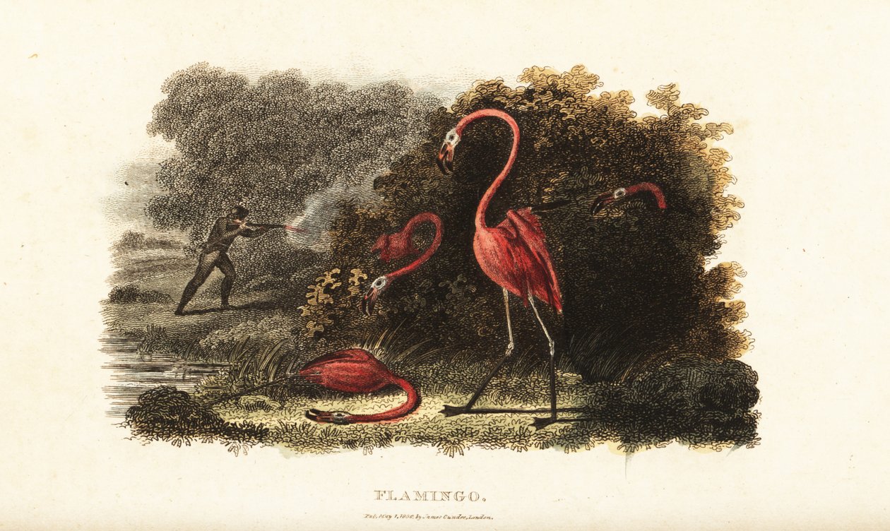 Flamingoer tittar förvånat på när deras följeslagare slaktas av en jägare av English School