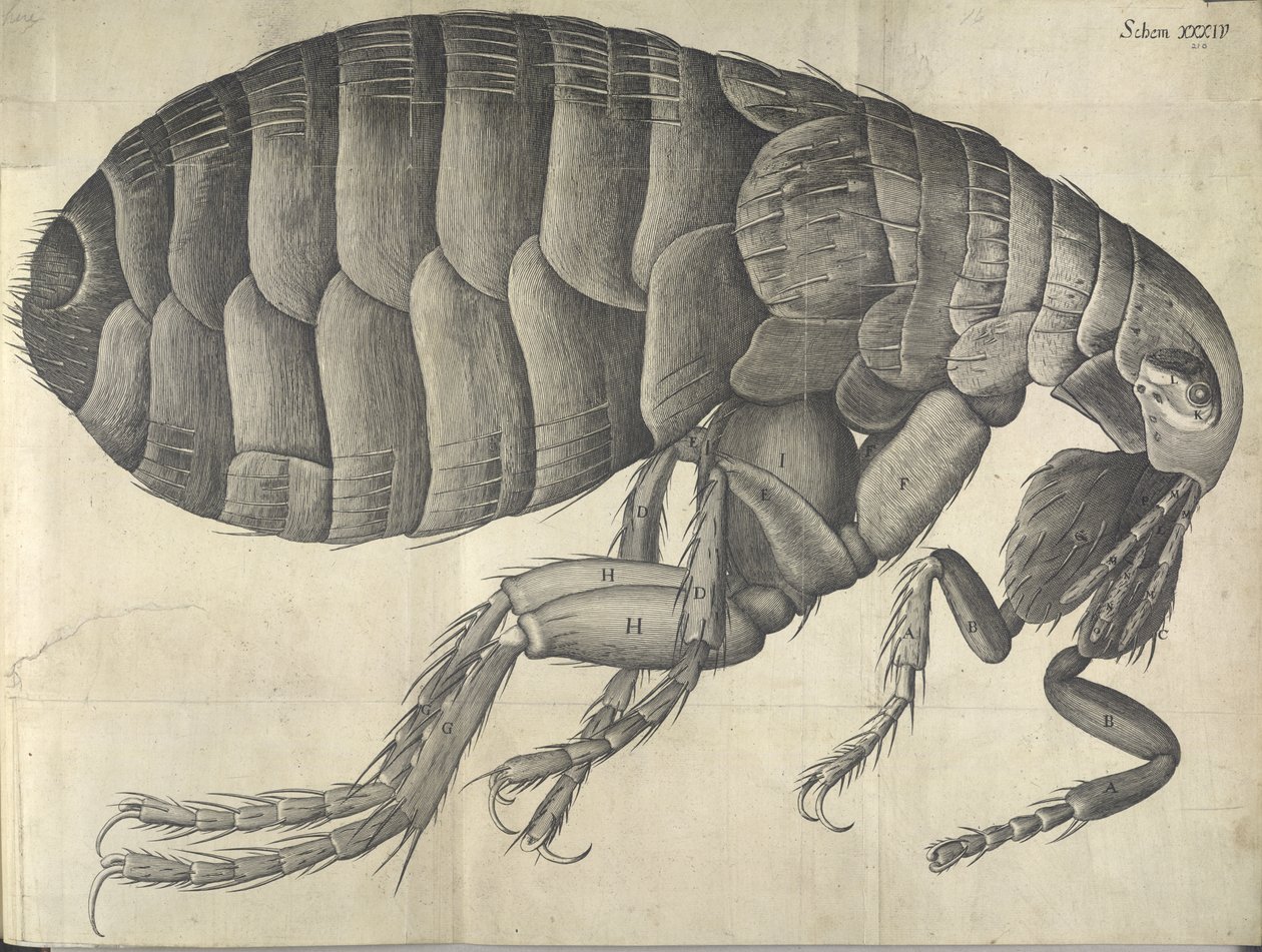 Loppa, från "Micrographia" av English School