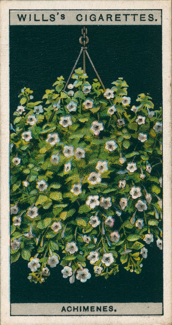 Blomsterodling i krukor: Achimenes (kromolitho) av English School