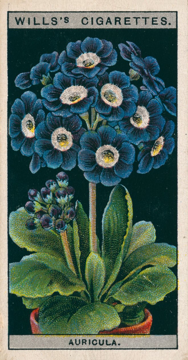 Blomsterodling i krukor: Alpina Auricula (chromolitho) av English School