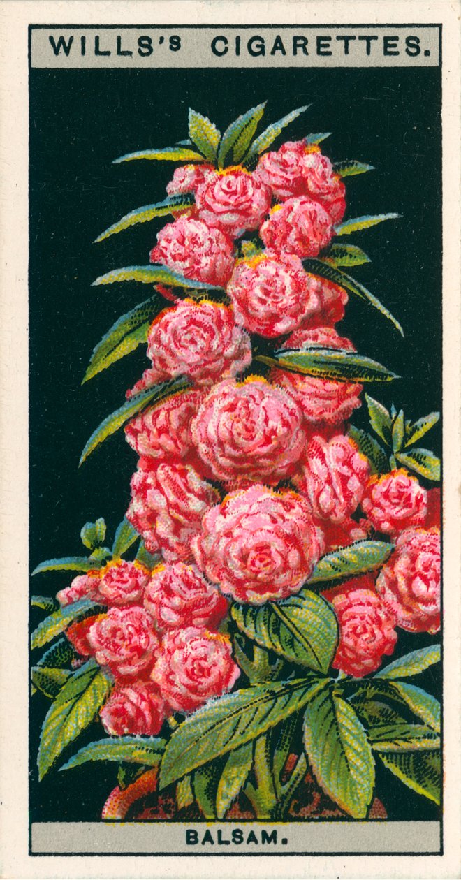 Blomsterodling i krukor: Kamelia-blommig balsam (chromolitho) av English School