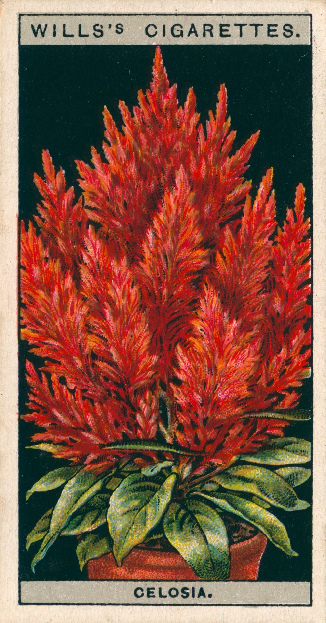 Blomsterodling i krukor: Celosia (kromolitho) av English School