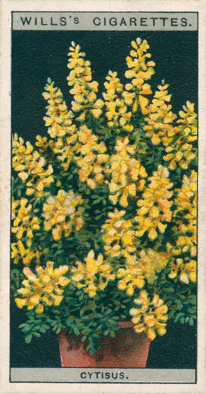 Blomsterodling i krukor: Cytisus eller Genista (chromolitho) av English School