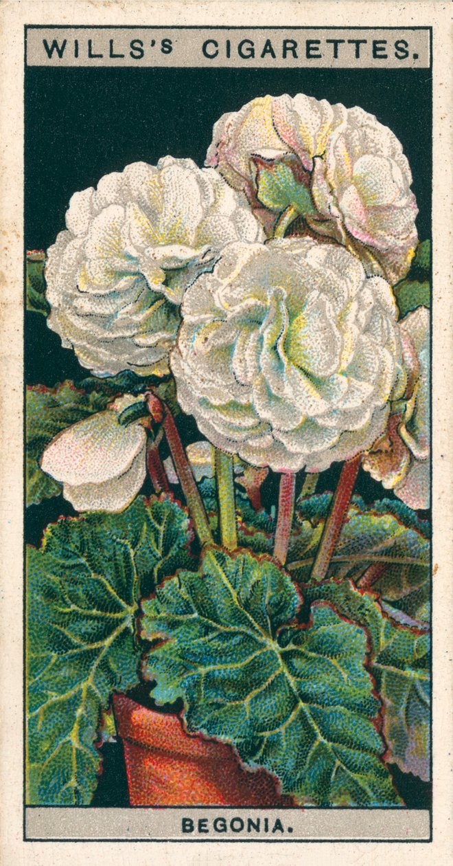 Blomsterodling i krukor: Begonia med dubbla knölar (chromolitho) av English School