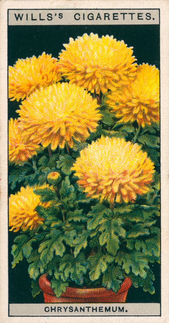 Blomsterodling i krukor: Dvärgchrysanthemum (chromolitho) av English School