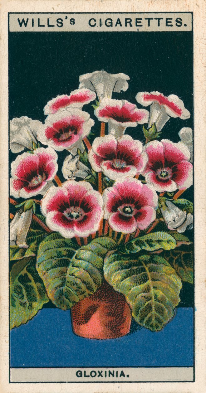 Blomsterodling i krukor: Gloxinia (kromolitho) av English School