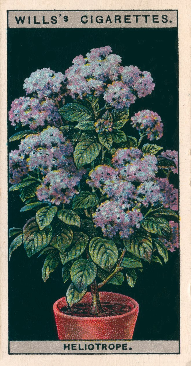 Blomsterodling i krukor: Heliotrope eller körsbärspaj (chromolitho) av English School