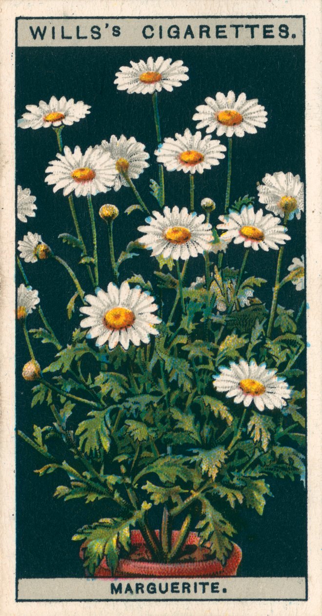 Blomsterodling i kruka: Marguerite (kromolitho) av English School