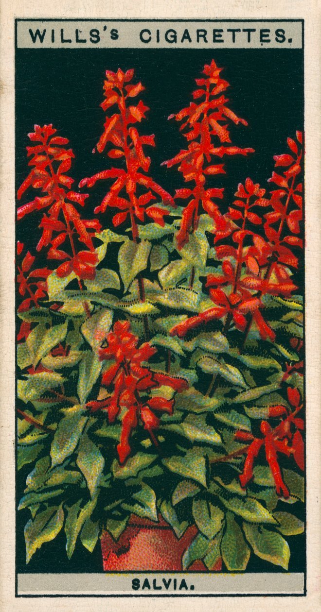 Blomsterodling i krukor: Salvia (kromolitho) av English School