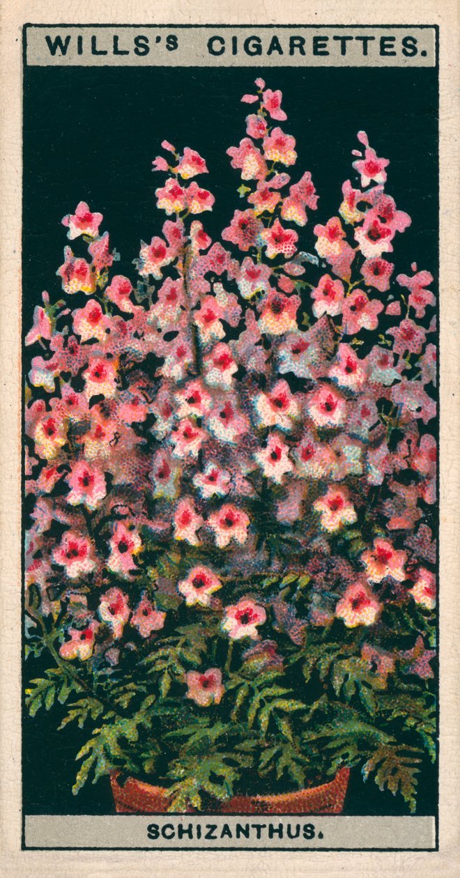 Blomsterodling i krukor: Schizanthus eller fjärilsblomma (chromolitho) av English School