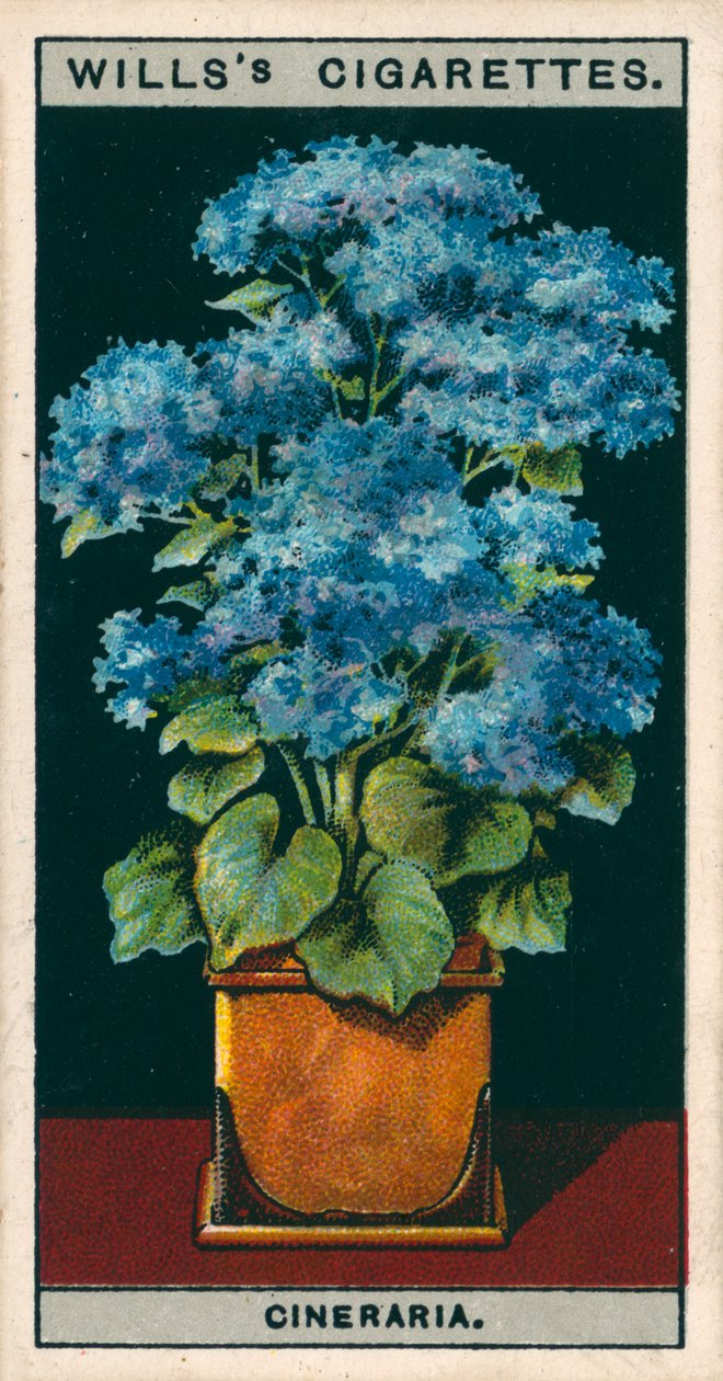 Blomsterodling i krukor: Stjärnkineraria (chromolitho) av English School