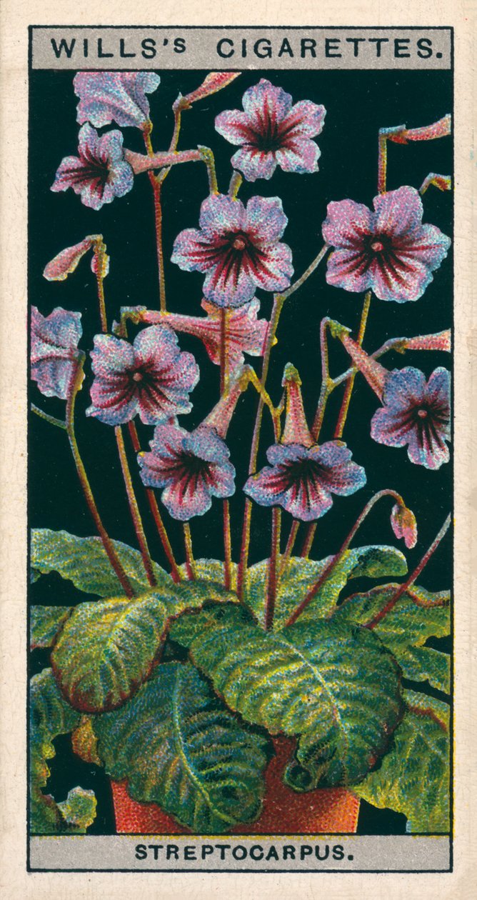 Blomsterodling i krukor: Streptokarpus eller Kaprifol (chromolitho) av English School