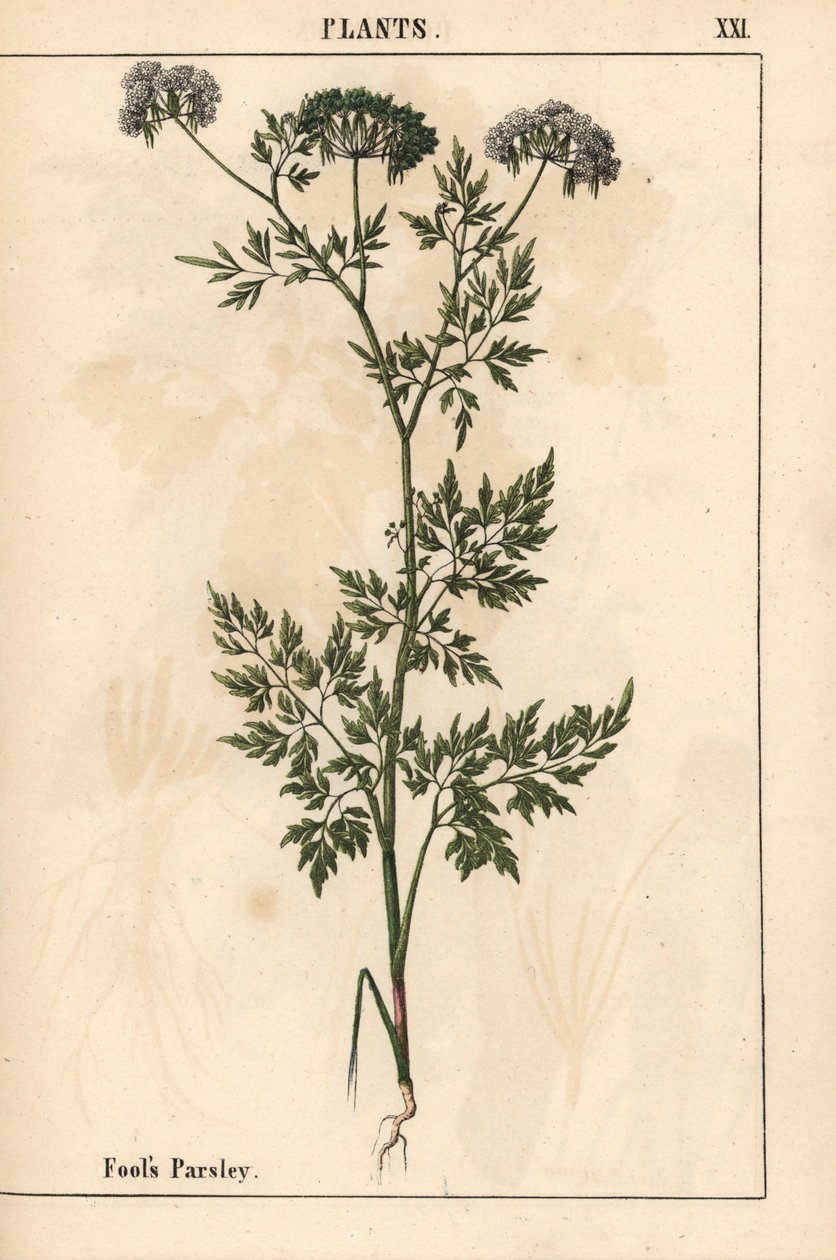 Dårpersilja Aethusa cynapium   , från "The Instructive Picturebook, or Lessons from the Vegetable World," [Charlotte Mary Yonge], Edinburgh av English School