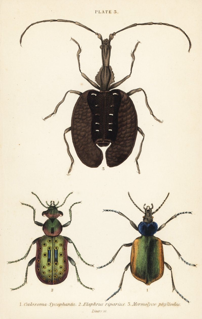 Skogslarvjägare, Calosoma sycophanta 1, markbagge, Elaphrus riparius 2 och violinbagge, Mormolyce phyllodes 3 av English School