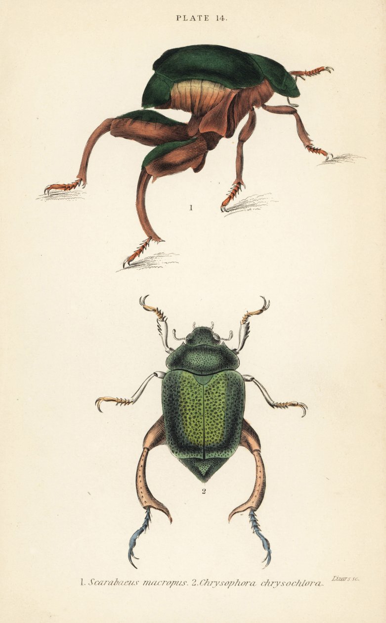 Grodbensbagge eller kängurubagge, Sagra papuana 1, och glänsande blad skalbagge, Chrysophora chrysochlora av English School