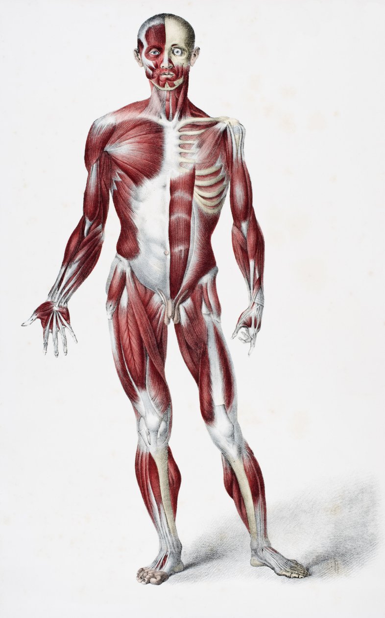 Framsidan av den manliga människokroppen som visar muskler senor och ben, från The Vessels of the Human Body, redigerad av Jones Quain och William Wilson, publicerad av Taylor och Watson, London 1837 (färg lith av English School