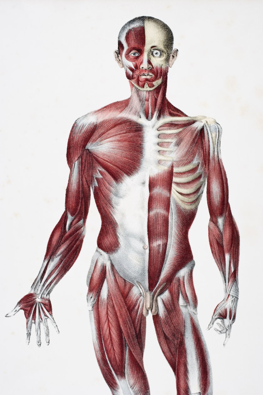 Framsidan av den manliga människokroppen som visar muskler senor och ben, från The Vessels of the Human Body, redigerad av Jones Quain och William Wilson, publicerad av Taylor och Watson, London 1837 (färg lith av English School