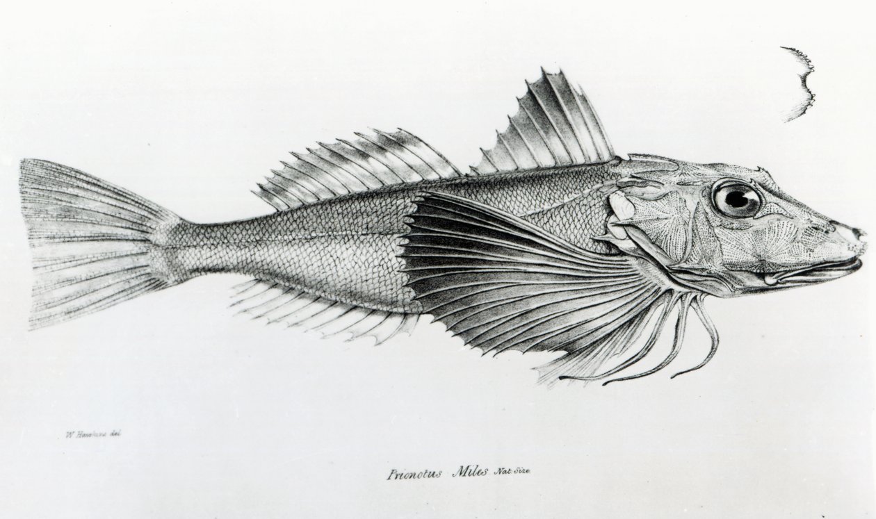Galapagos Gurnard, tavla 6 från "The Zoology of the Voyage of the H.M.S Beagle, 1832-36" av Charles Darwin. av English School