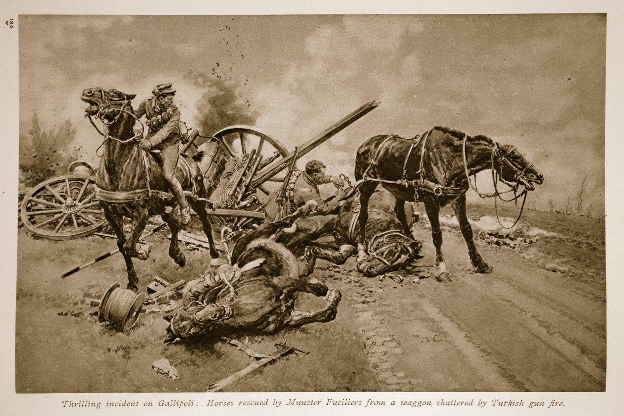 Gallipoli: Hästar räddade av Munster Fusiliers från en vagn som krossades av turkisk vapeneld, 1914-19 av English School