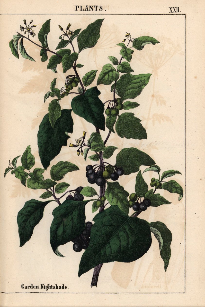 Trädgård eller svart nattskugga med svarta bär Solanum nigrum   , från "The Instructive Picturebook, or Lessons from the Vegetable World," [Charlotte Mary Yonge], Edinburgh av English School