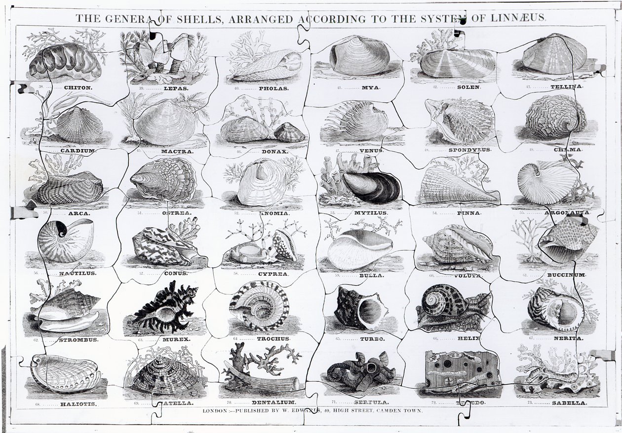Genera of Shells sticksåg, pub. av W. Edwards av English School