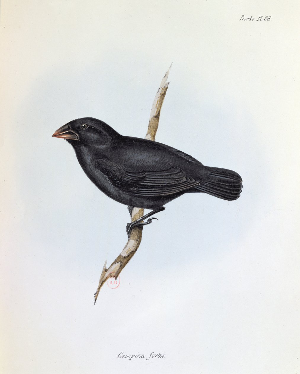 Geospiza Fortis, illustration från The Zoology of the Voyage of H.M.S. Beagle, 1832-36, av Charles Darwin (1809-92), 1840 av English School