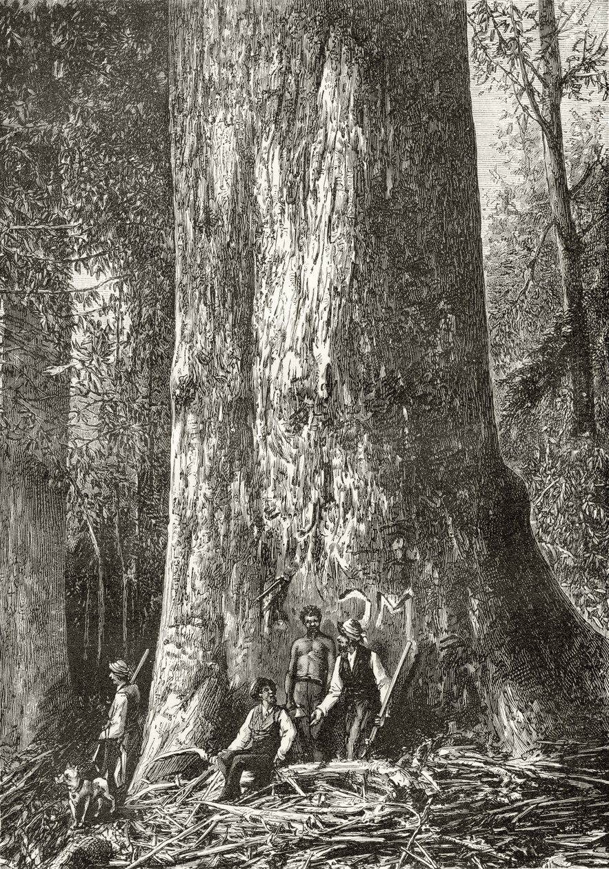 Giant Gum Tree, c.1880, från 