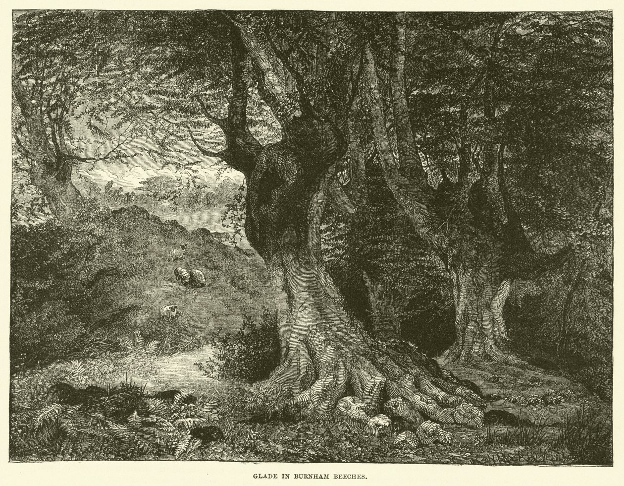 Gläntan i Burnham Beeches (gravyr) av English School