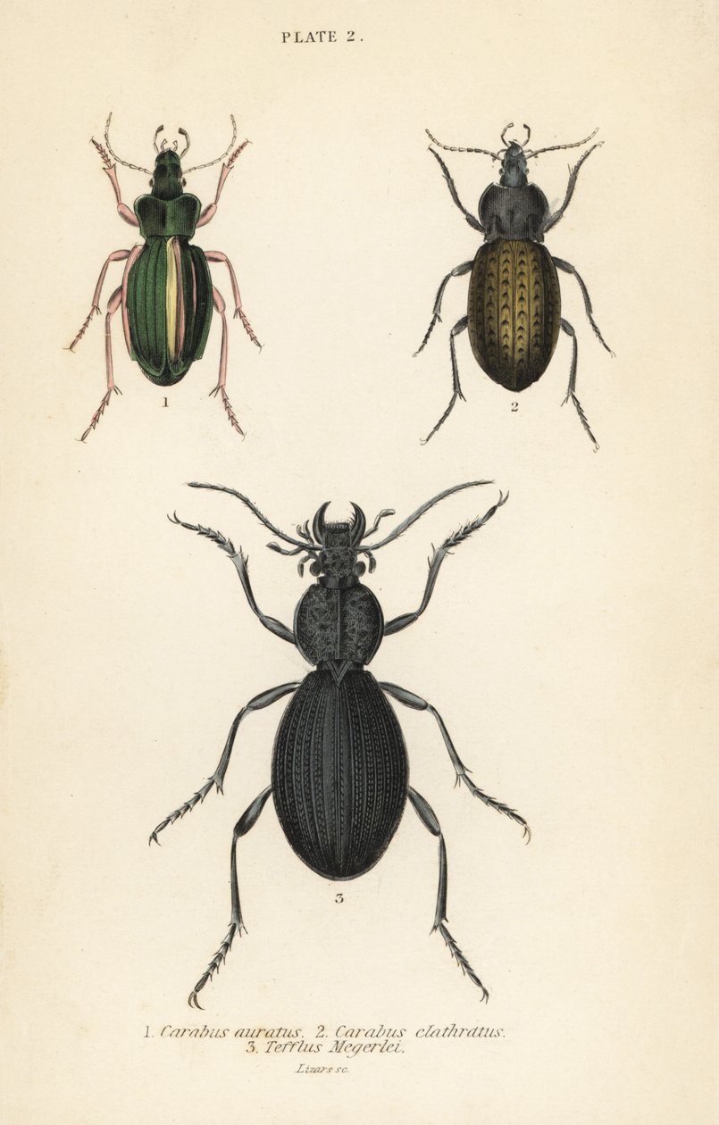Gyllene jordbagge, Carabus auratus 1, jordbagge, Carabus clathratus 2 och stor svart jordbagge, Tefflus megerlei av English School