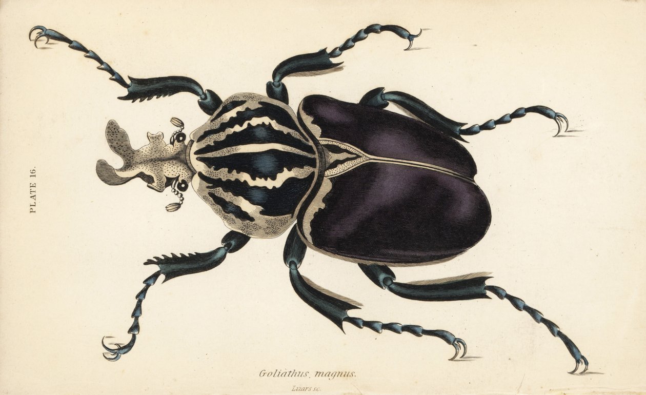 Goliatbagge, Goliathus goliatus (Goliathus magnus) av English School