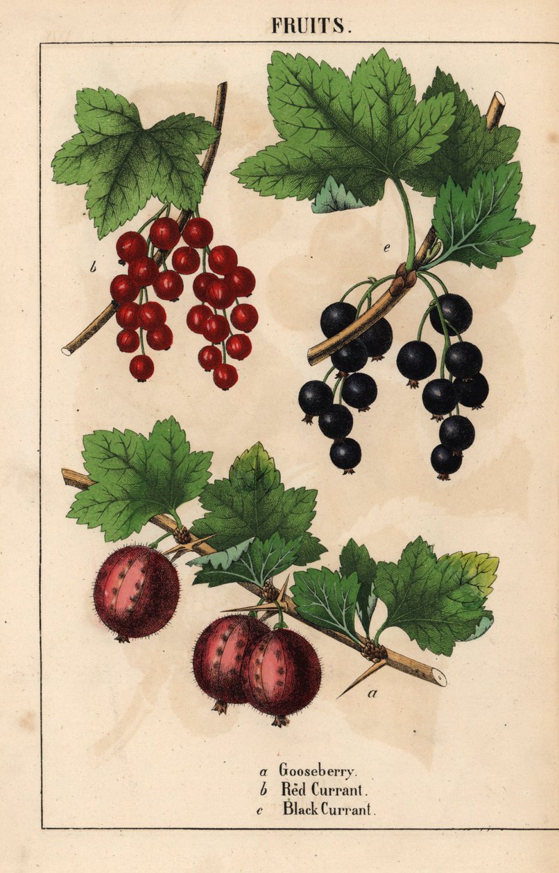 Krusbär, röda vinbär och svarta vinbär   , från "The Instructive Picturebook, or Lessons from the Vegetable World," [Charlotte Mary Yonge], Edinburgh av English School