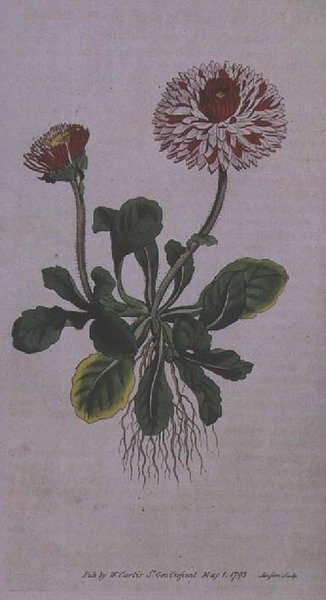Great Double Daisy (Bellis perennis var. major flore pleno), tallrik 228 från William Curtis 