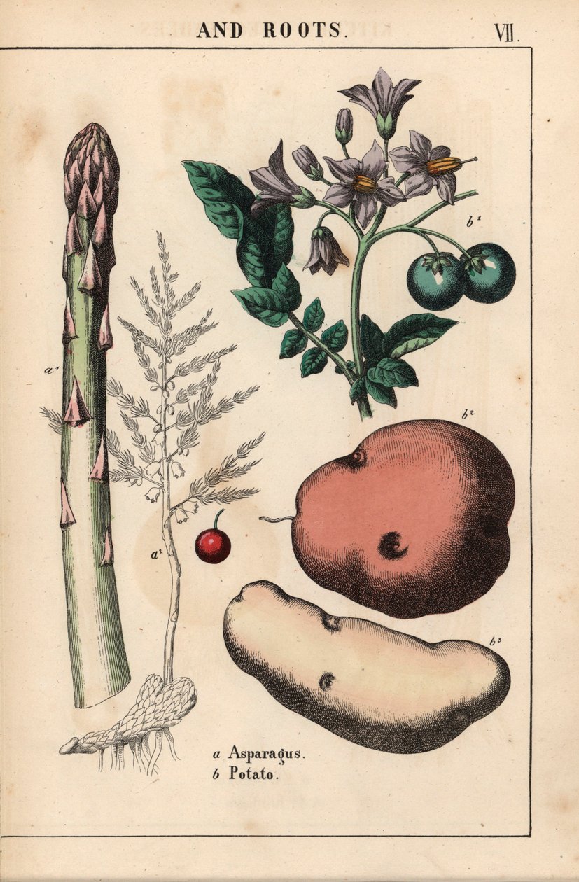 Grön sparris och potatis   , från "The Instructive Picturebook, or Lessons from the Vegetable World," [Charlotte Mary Yonge], Edinburgh av English School