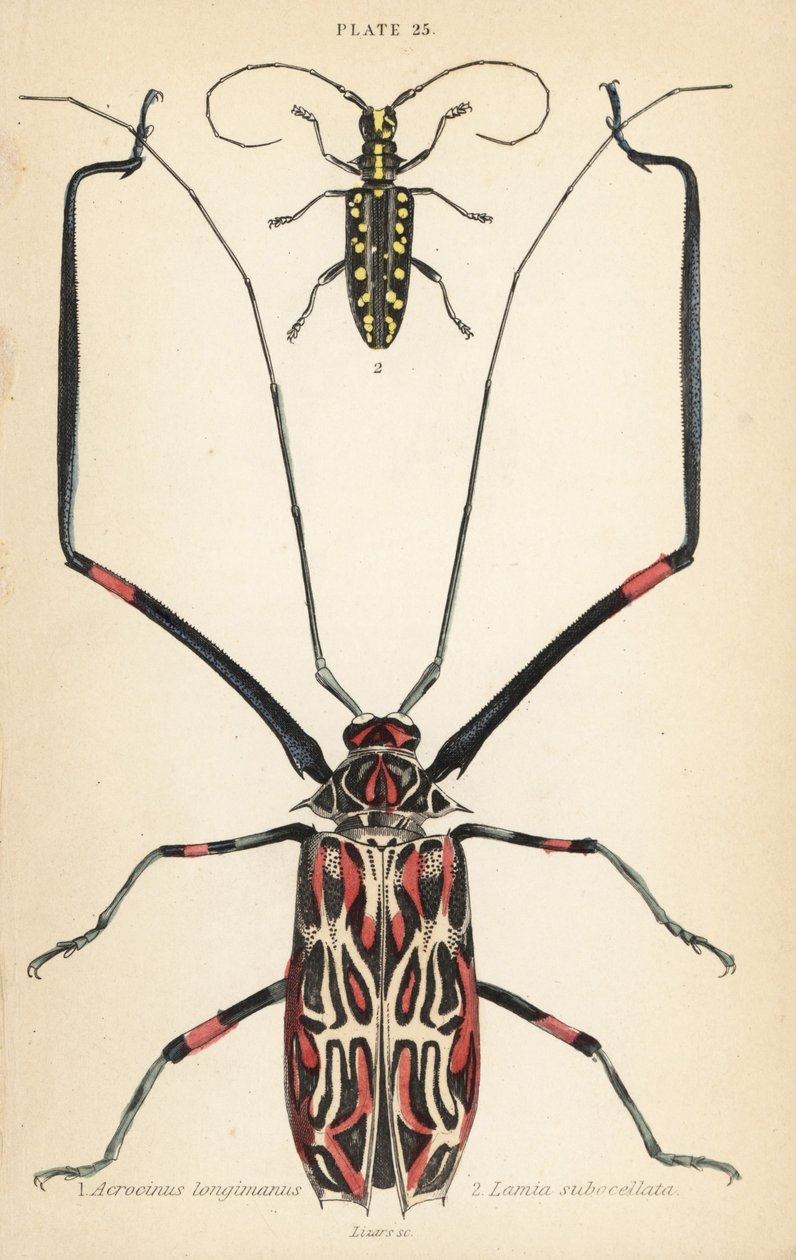 Harlekinbaggen, Acrocinus longimanus 1, och den plattvända långhornsbaggen, Taeniotes subocellatus av English School