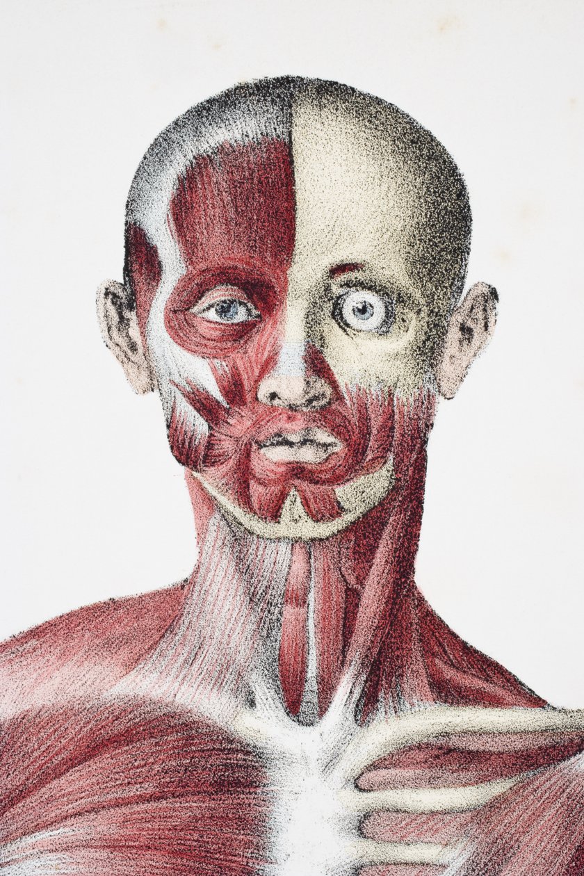 Huvud och axlar av den manliga människokroppen som visar muskler senor och ben, från The Vessels of the Human Body, redigerad av Jones Quain och William Wilson, publicerad av Taylor och Watson, London 1837 av English School