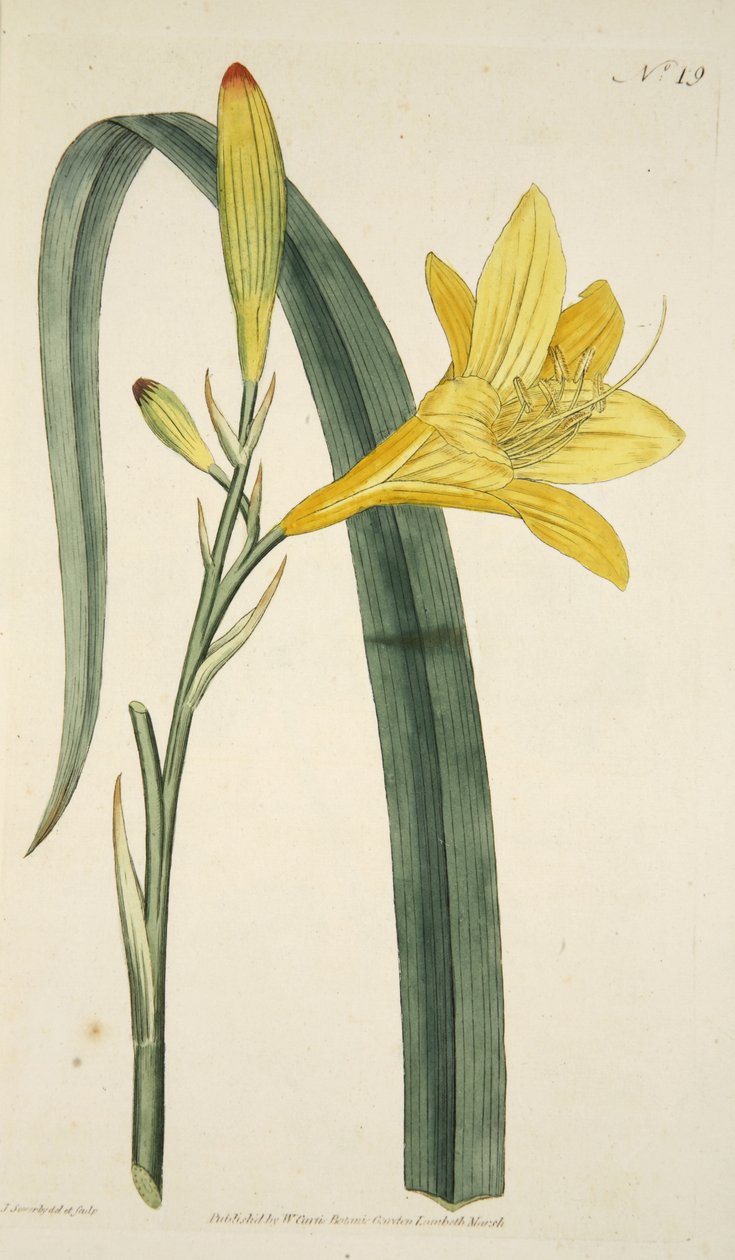 Hemerocallis Flava (gul daglilja) från The Botanical Magzaine eller Flower Garden Displayed, pub. 1796 (handfärgad gravyr) av English School