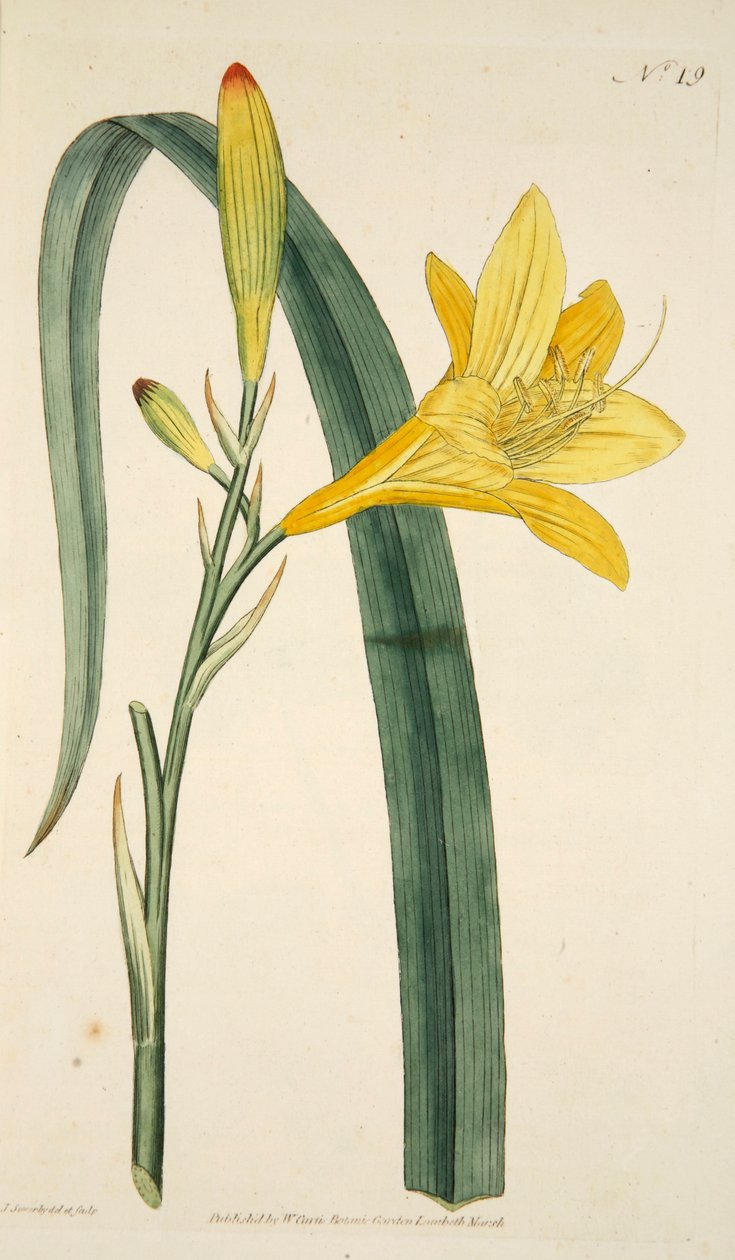 Hemerocallis Flava Yellow Day Lily, pub. 1796 handfärgad gravyr. av English School