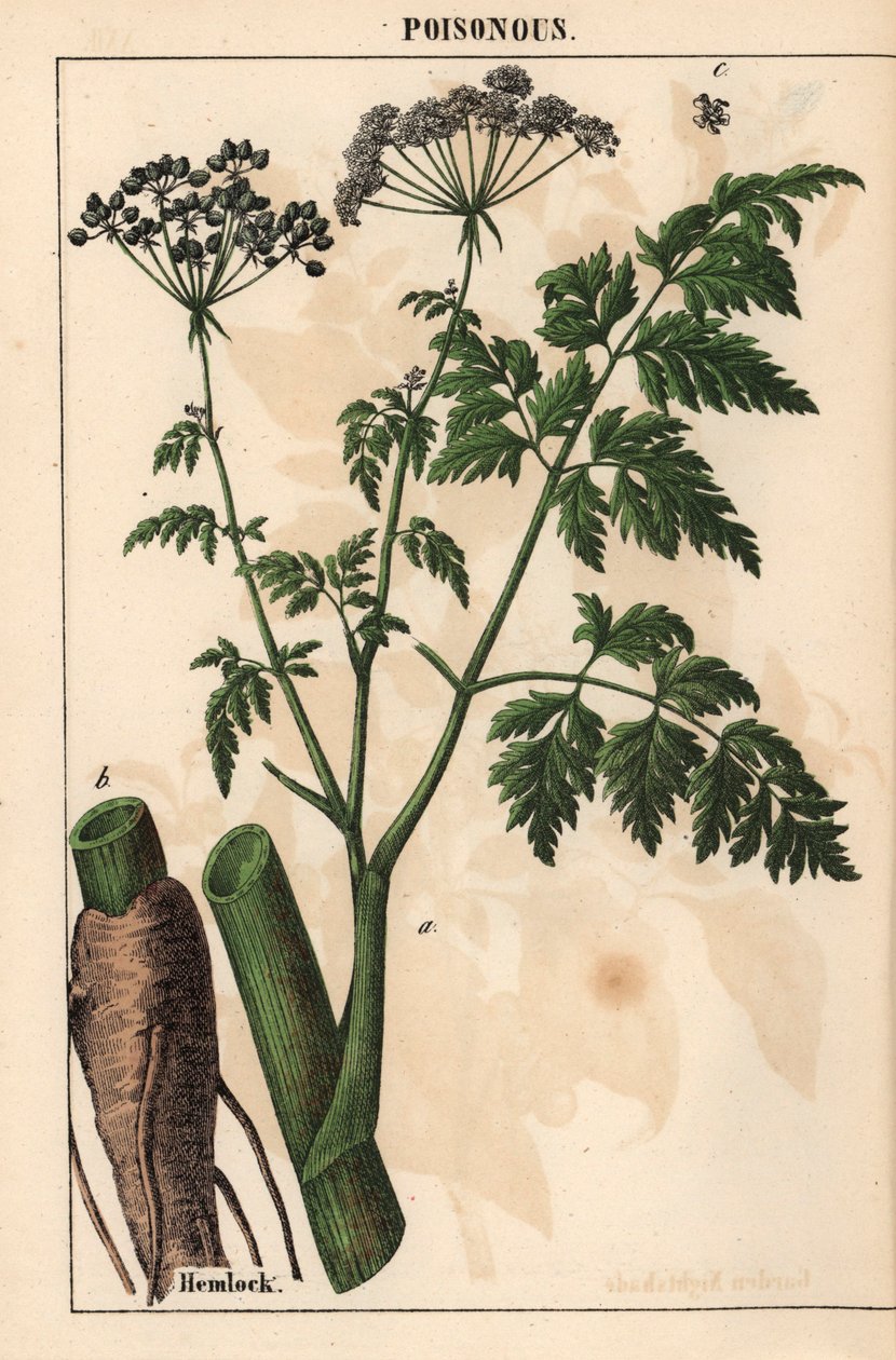 Hemlock eller Conium maculatum   , från "The Instructive Picturebook, or Lessons from the Vegetable World," [Charlotte Mary Yonge], Edinburgh av English School