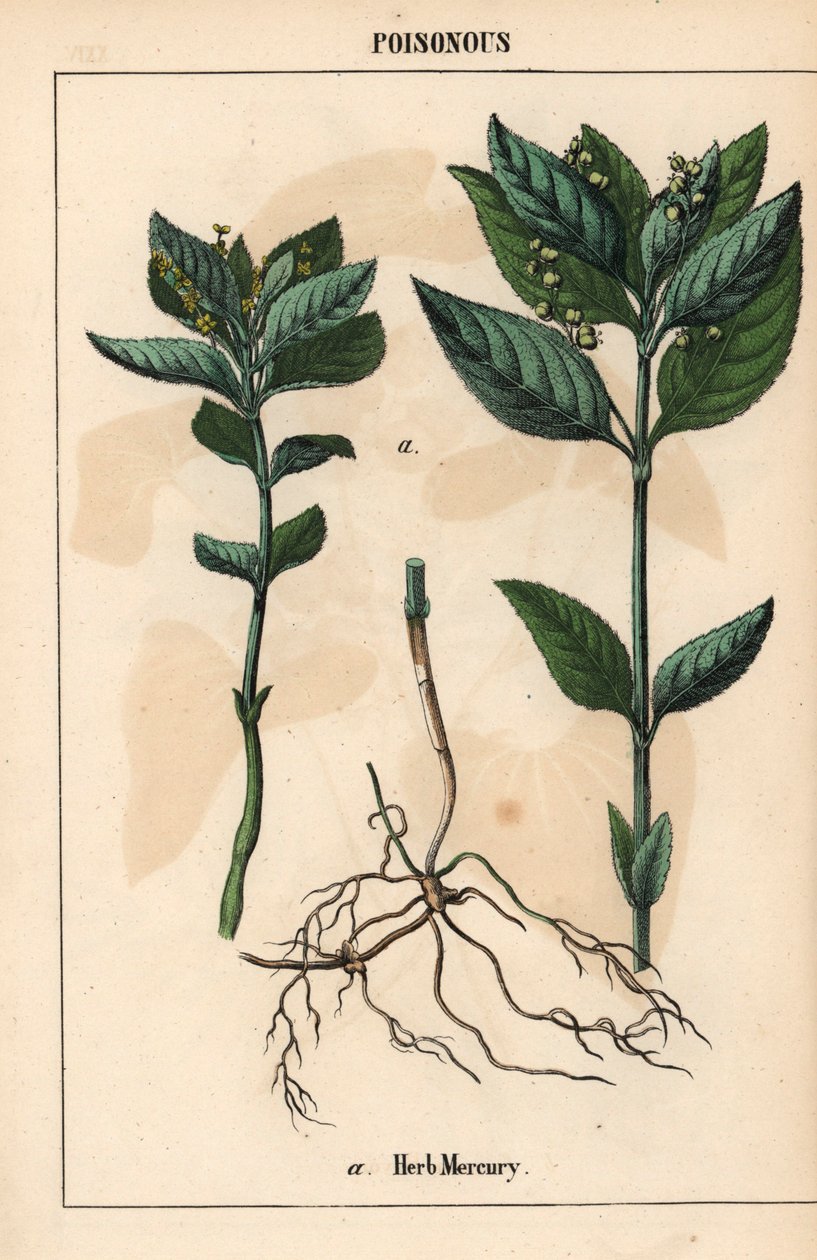 Ört kvicksilver   , från "The Instructive Picturebook, or Lessons from the Vegetable World," [Charlotte Mary Yonge], Edinburgh av English School