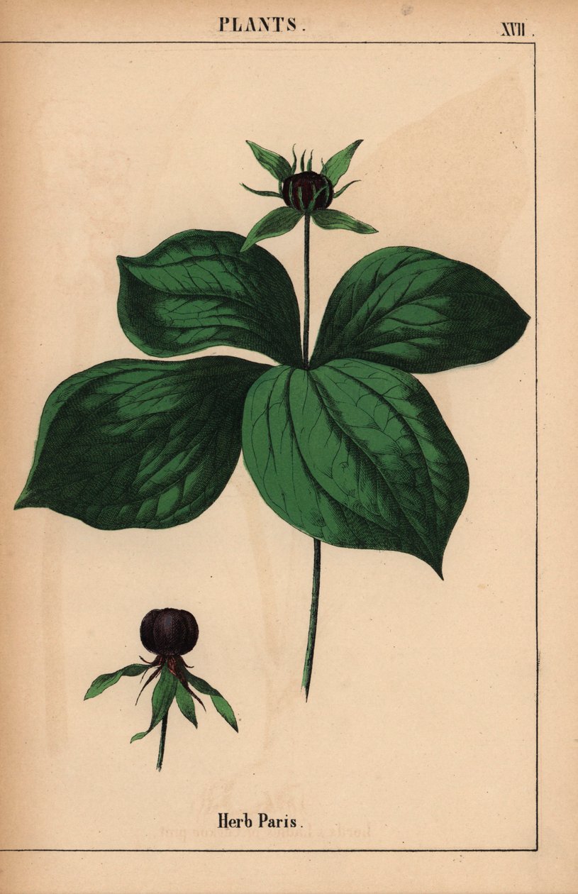 Ört paris   , från "The Instructive Picturebook, or Lessons from the Vegetable World," [Charlotte Mary Yonge], Edinburgh av English School