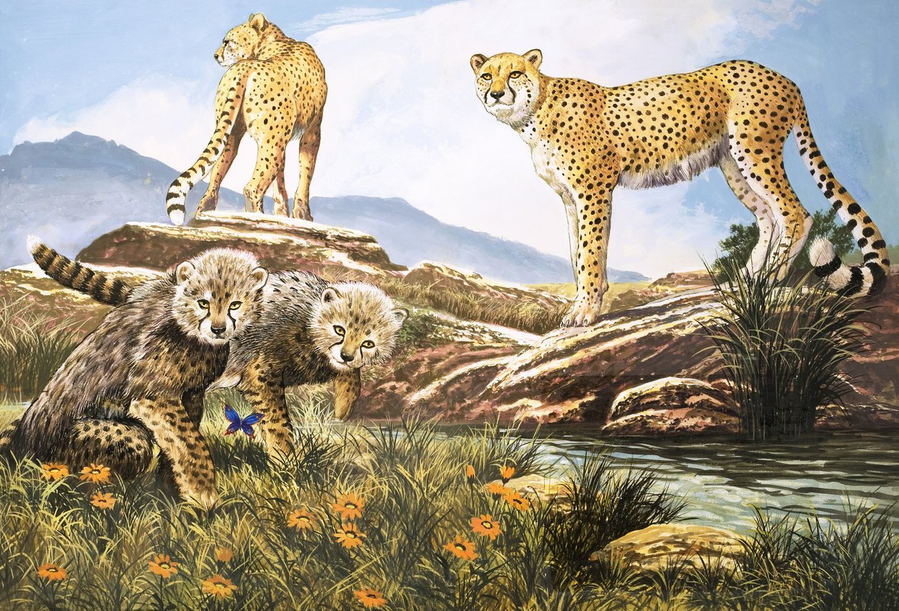 High-Speed Hunter, The Cheetah, illustration från Nature