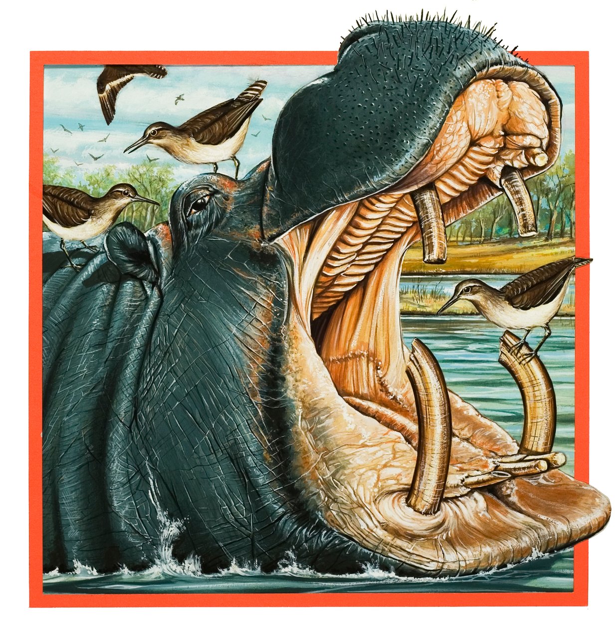 Hippopotamus (goauche på papper) av English School