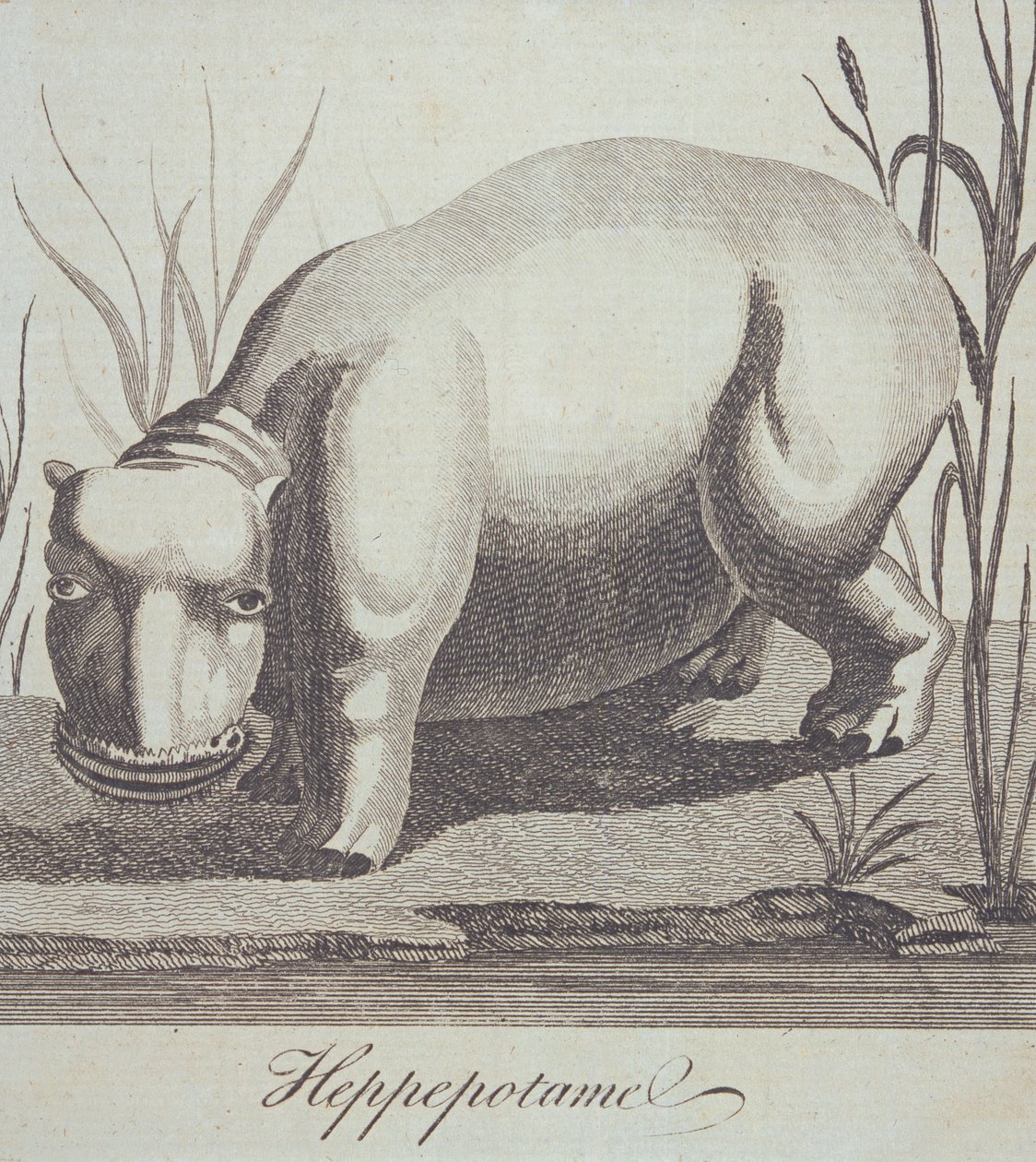 Hippopotamus, från The Gentlemans Magazine, publicerad i december 1772 av English School