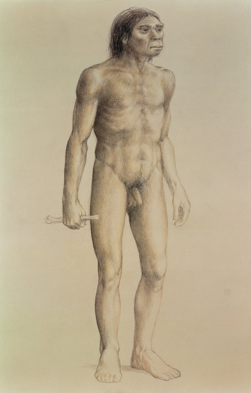 Homo erectus (penna på papper) av English School