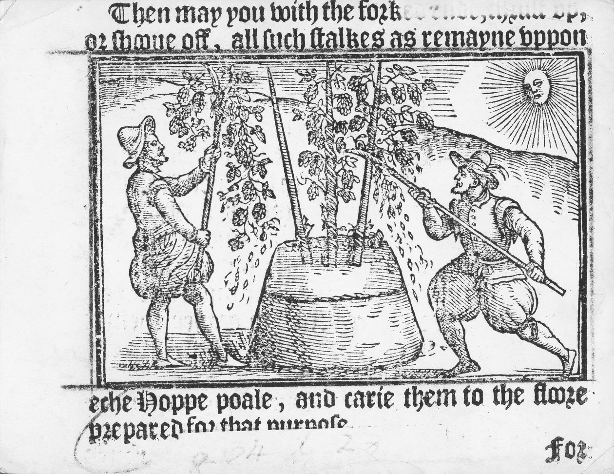 Humleodling, från "vade mecum, A Perfite Platform of a Hoppe Garden" av Reynolde Scot, 1576 av English School
