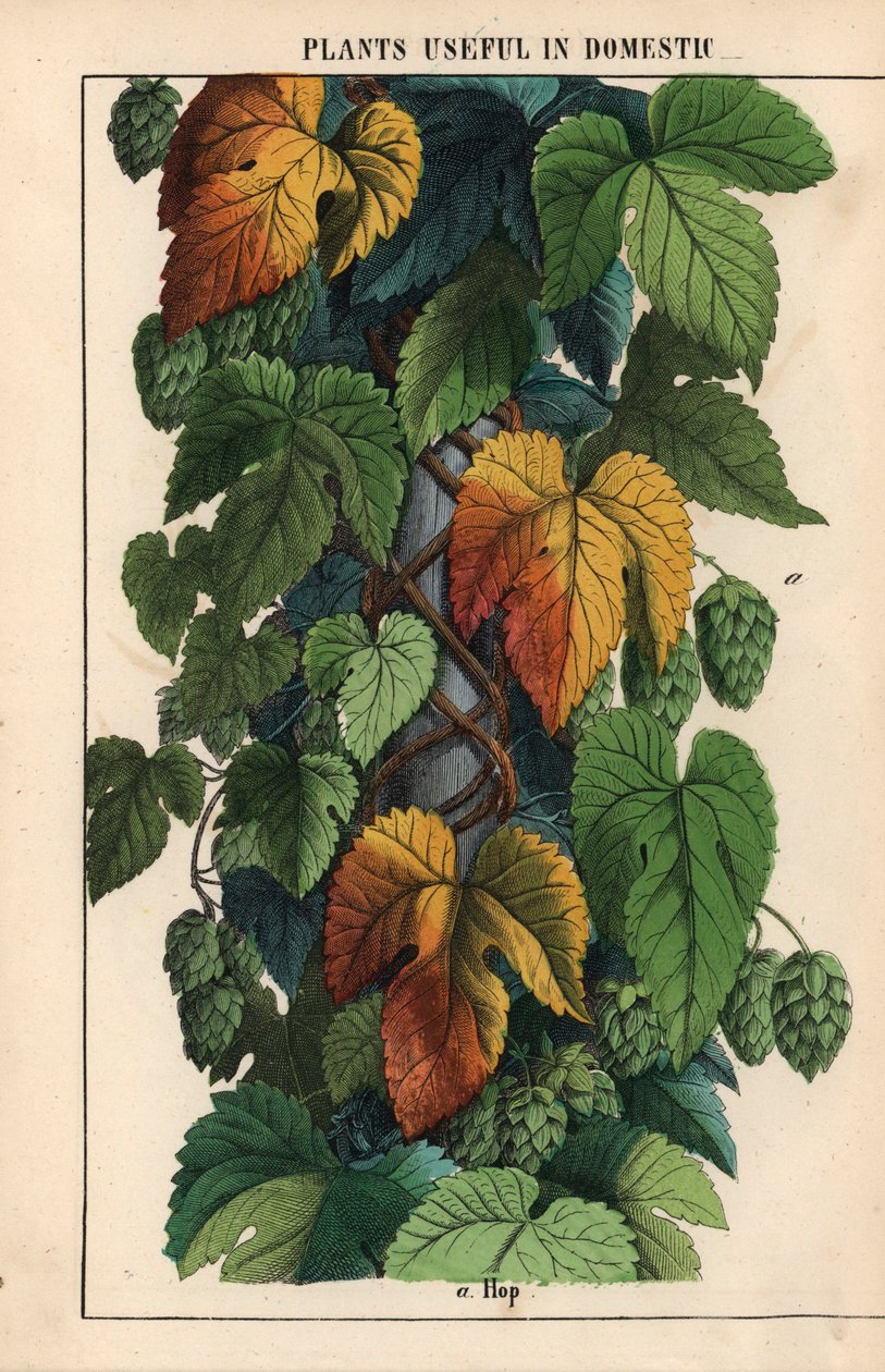 Humle, med grön frukt  , från "The Instructive Picturebook, or Lessons from the Vegetable World," [Charlotte Mary Yonge], Edinburgh av English School