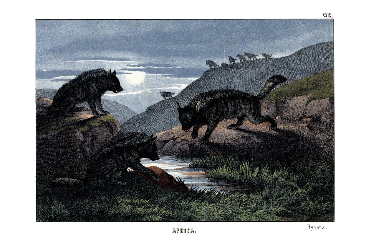 Hyena av English School