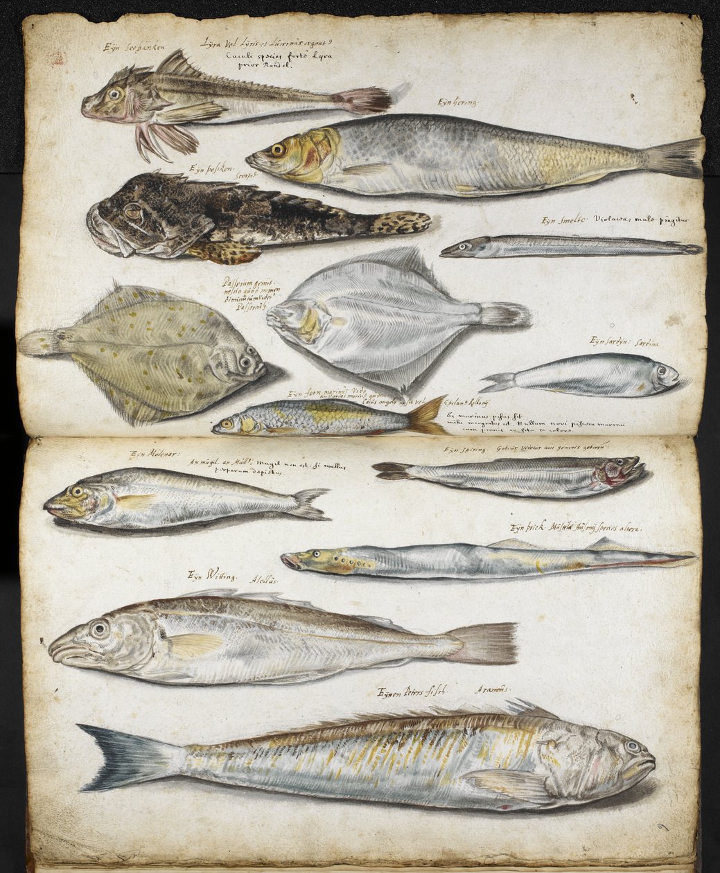 Illustrationer relaterade till De Historia Piscium, av John Ray, ca 1686 (akvarell på papper) av English School