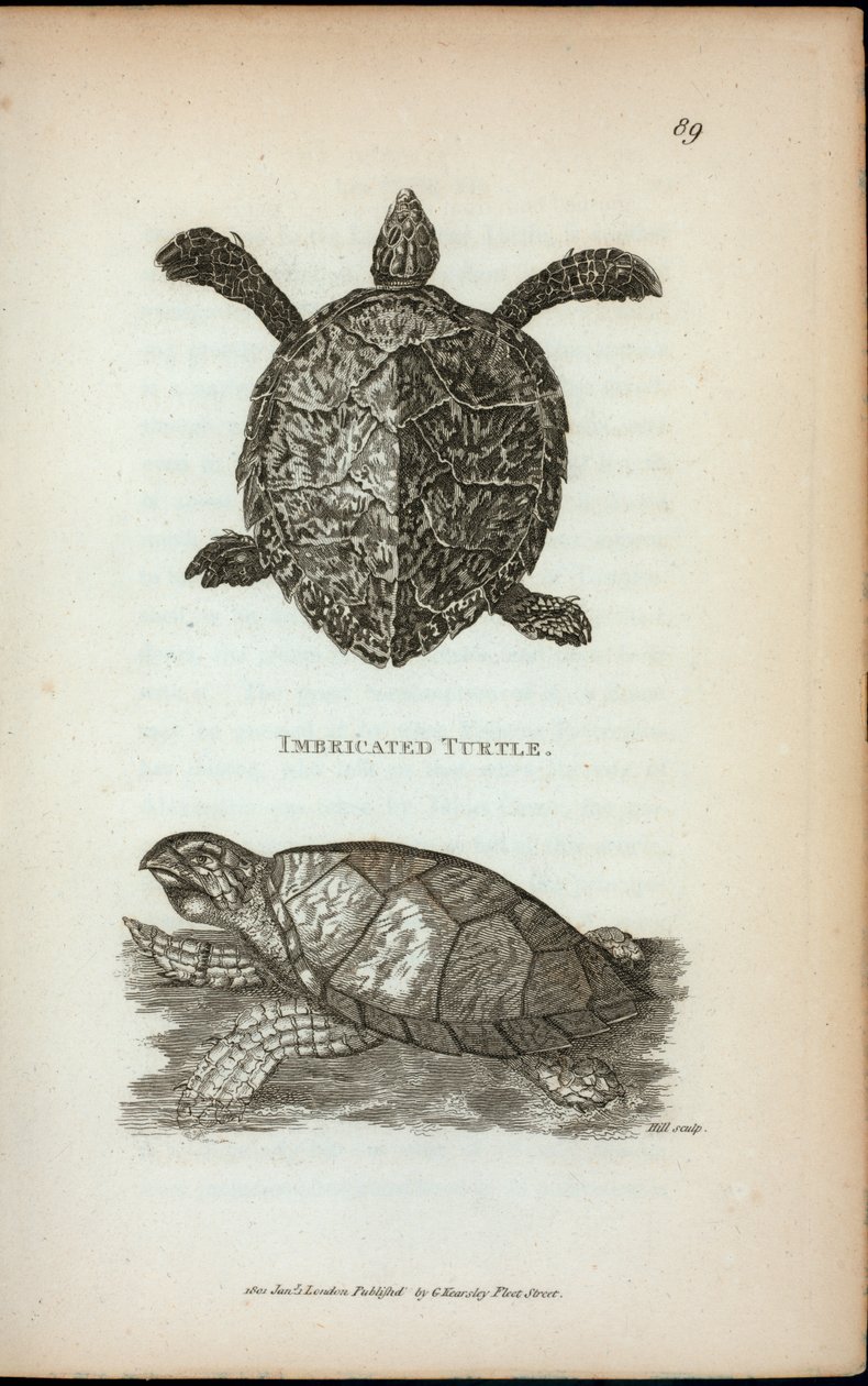 Imbricated Turtle, från "Zoologiska föreläsningar hölls vid den kungliga institutionen under åren 1806 och 1807" av George Shaw av English School